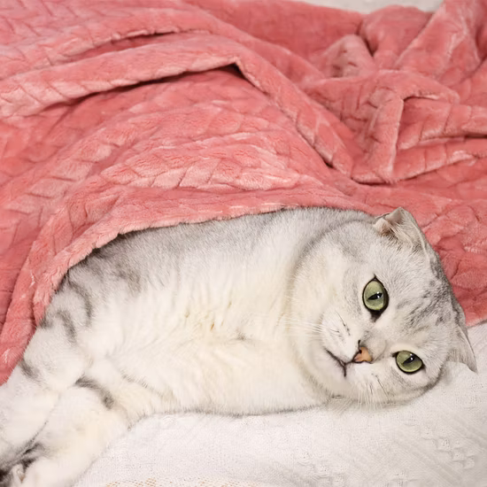 Premium Warm Plush Multiple Sizes Pet Blanket for Dogs & Cats